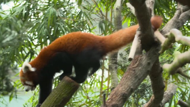 Zoom out as a red panda scurries along a tree branch towards the camera