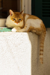 Gato Theo IMG_5600