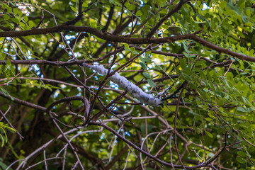 Fototapeta na wymiar White cocoon in a tree