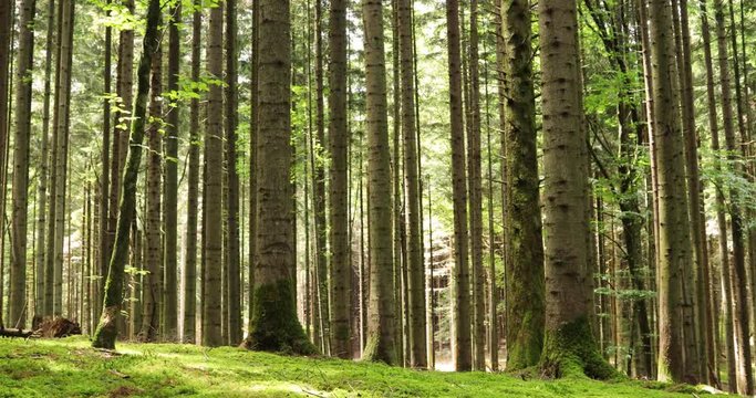 Dolly slider zoom shot in sunny conifer tree forest with mossy floor.