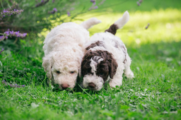 Fototapeta premium cute little puppies playing outdoor