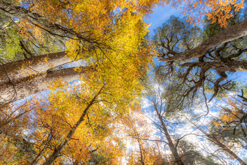 Amazing autumn leaf color looking up view at Conguillio National Park forest a beautiful scenery. Awe representation of Autumn colors textures on an awe autumn colorful trees abstract background view