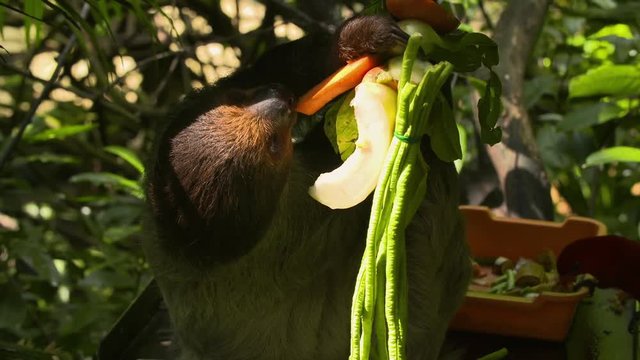 Wide shot of an upside down sloth hanging out and eating
