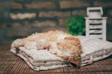 Fototapeta na wymiar closeup of cute little white puppy laying on dog pillow