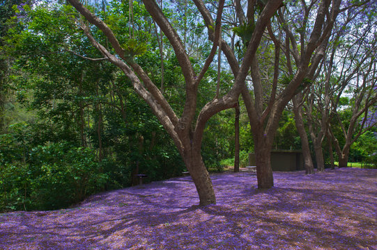 Lilac petals covering the ground in the Springbrook National Park, New South Wales, New South Wales, Australia