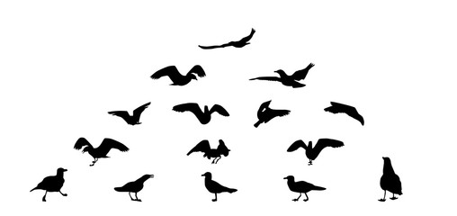 Set of different gull silhouettes. Flying, eating, going, taking off.