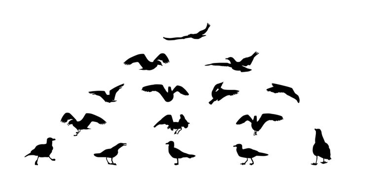 Set of different gull silhouettes. Flying, eating, going, taking off.