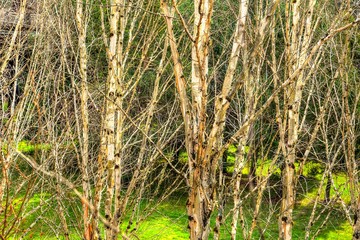 Aspen trees and green grass creating natural texture