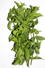 Mint spread on a white background.The background is made of fresh mint.Green mint leaves.The scent...