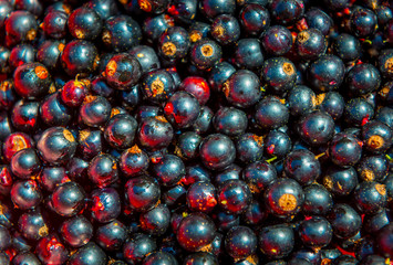 schwarze Johannisbeere