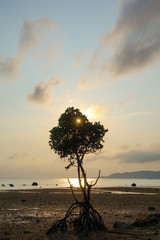 夕日とマングローブの若木