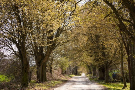 Tree-lined, alley, Putbus, Ruegen, Germany