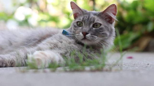 gray fluffy cat looks around and then falls on his paw