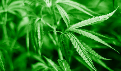 Cannabis at the beginning of flowering. Medicinal indica with CBD.