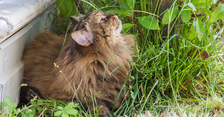 Lovable cat of livestock in relax in a garden, siberian purebred kitten