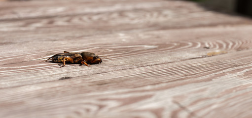 Close up of mole cricket (Gryllotalpidae) on wooden table