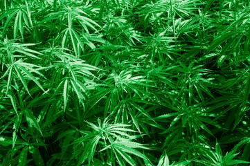 Cannabis sativa, marihuana leaves, photography of medical plant.