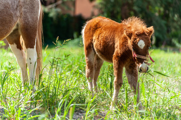 Fototapeta premium brown baby pony on the grass near bigger one, close up portrait