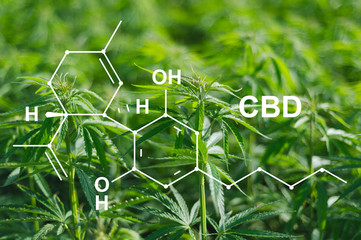 Cannabis of the formula CBD cannabidiol. Concept of using marijuana for medicinal purposes