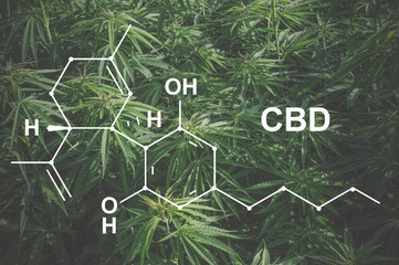 Cannabis of the formula CBD cannabidiol. Concept of using marijuana for medicinal purposes