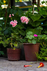 Potted geraniums bloom in the yard