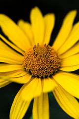 Doronikum (yellow daisy) close-up on a dark background
