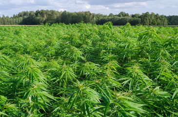 Cannabis sativa, marihuana leaves, photography of medical plant.