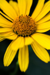 Doronikum (yellow daisy) close-up on a dark background