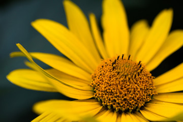 Doronikum (yellow daisy) close-up on a dark background