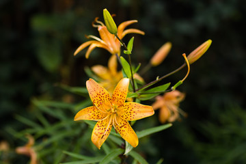 Yellow orange spotted lily blooms in the garden