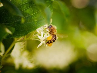 image of bee collecting nectar close up