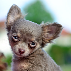 Portrait of a Chiwawa Puppy