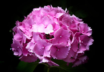 A hydrangea flower in an English garden