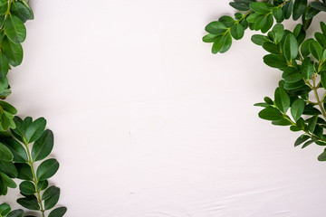 Buxus sempervirens frame border green leaf leaves branches white wooden background copy space template top view overhead background - obrazy, fototapety, plakaty
