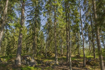 Beautiful view of rocky nature landscape in forest. High green pine trees on blue sky background.