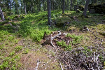 Beautiful view of ground forest landscape. Green trees, fallen needles of trees, old tree roots make beautiful nature texture. Beautiful backgrounds.