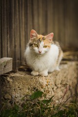 Obraz premium Orange and white cat with yellow eyes, pink nose and long whiskers sitting on low wall, brown wooden fence in background. Green grass in foreground. Vertical image.