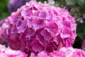 Hydrangea flowers in an English garden