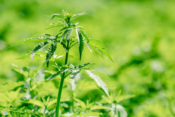 Cannabis on dark background. Marijuana leaves green copy space