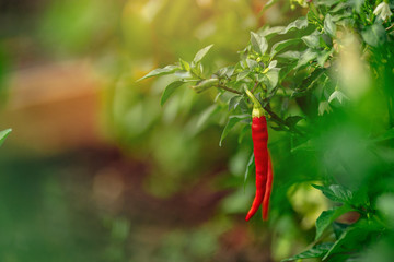 Red chili pepper grows on green branch, plantation of vegetables in greenhouse
