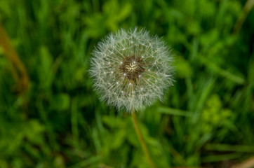 Dandelion seed head