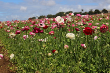 Obraz na płótnie Canvas Pink and White Flower Fields with Blue Sky