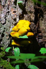  big fungus on a tree close up 