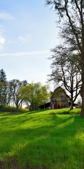 Fototapeta na wymiar Weathered wooden barn with blue sky green pasture trees