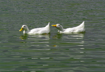 Group of large white broiler, pekin, peking, aylesbury, american ducks on a lake in a row, close up water level view, showing white feathers and yellow beaks.