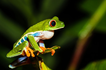 Obraz premium Red-eyed Tree Frog (Agalychnis callidryas), Costa Rica