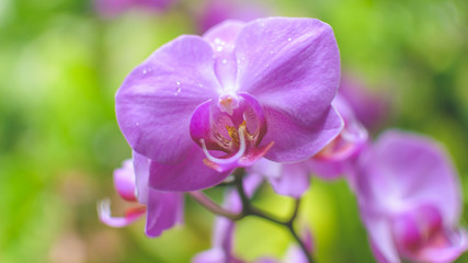 Orchid Flower Close up C