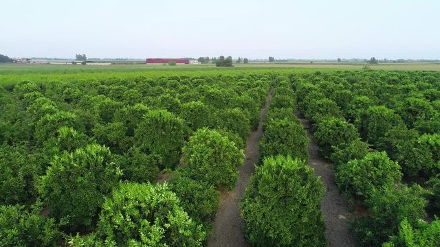 Aerial drone top view of plantation green orange citrus trees and field. Flying above Agricultural farm gardening landscape background footage. 