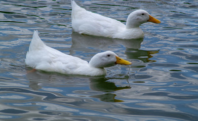 Group of large white broiler, pekin, peking, aylesbury, american ducks on a lake in a row, close up water level view, showing white feathers and yellow beaks.