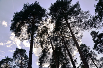 treetops in the forest against a blue sky